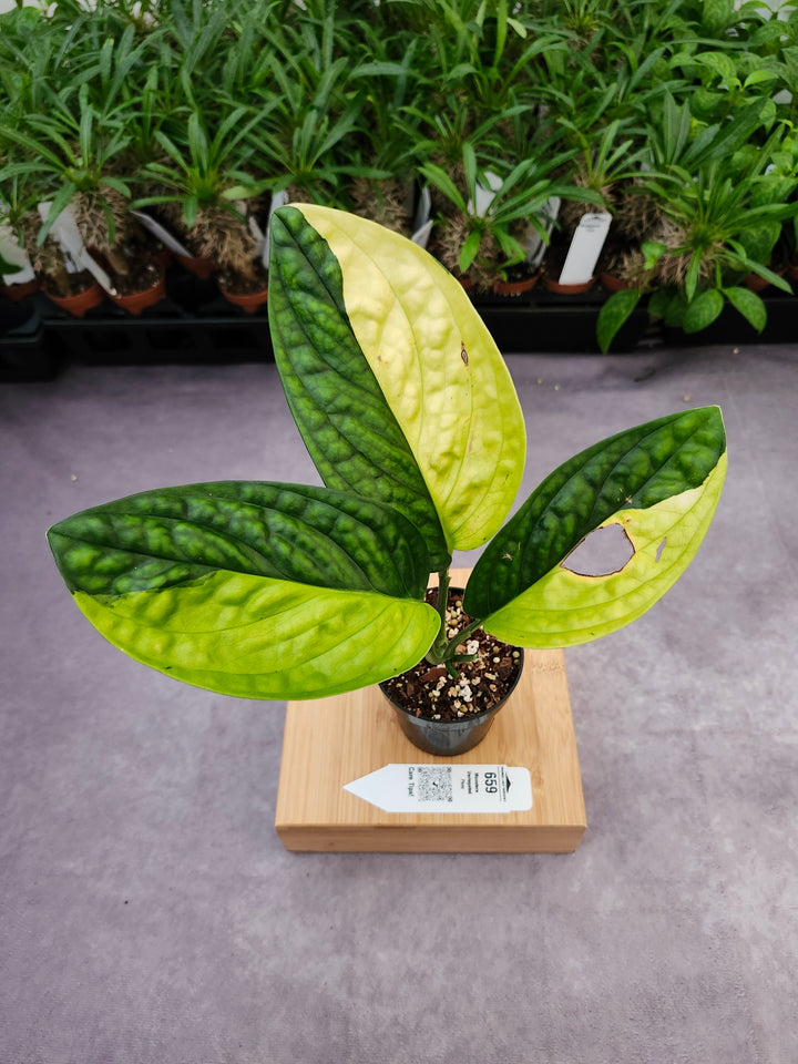 Monstera Variegated Peru (3in)-659