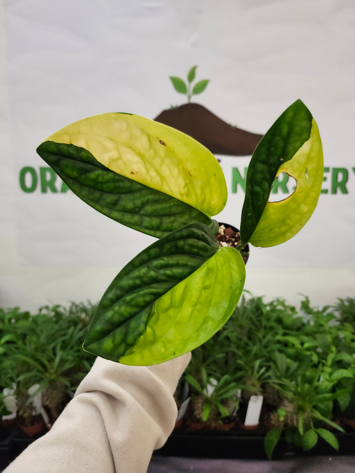 Monstera Variegated Peru (3in)-659