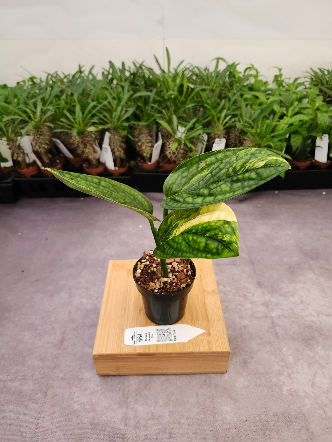 Monstera Variegated Peru (3in)-664