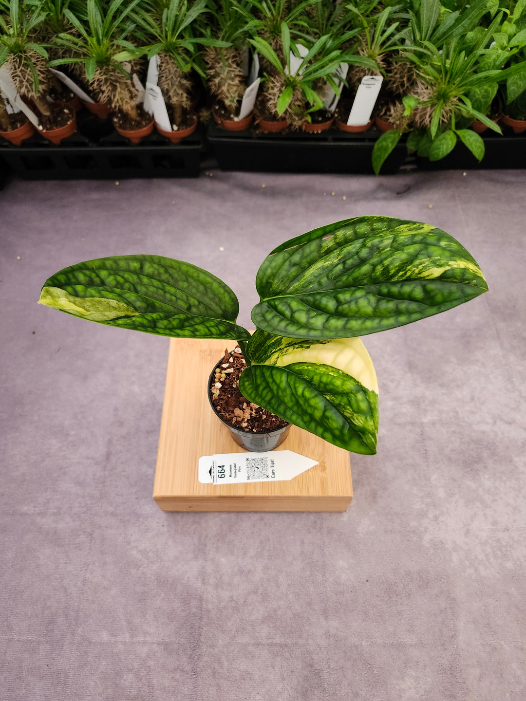 Monstera Variegated Peru (3in)-664