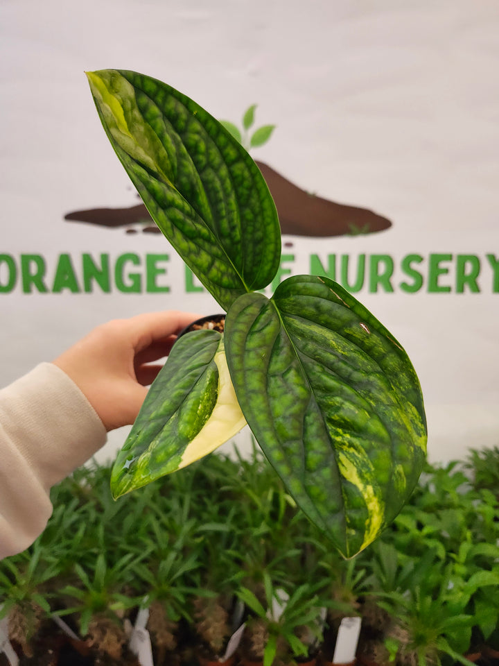 Monstera Variegated Peru (3in)-664