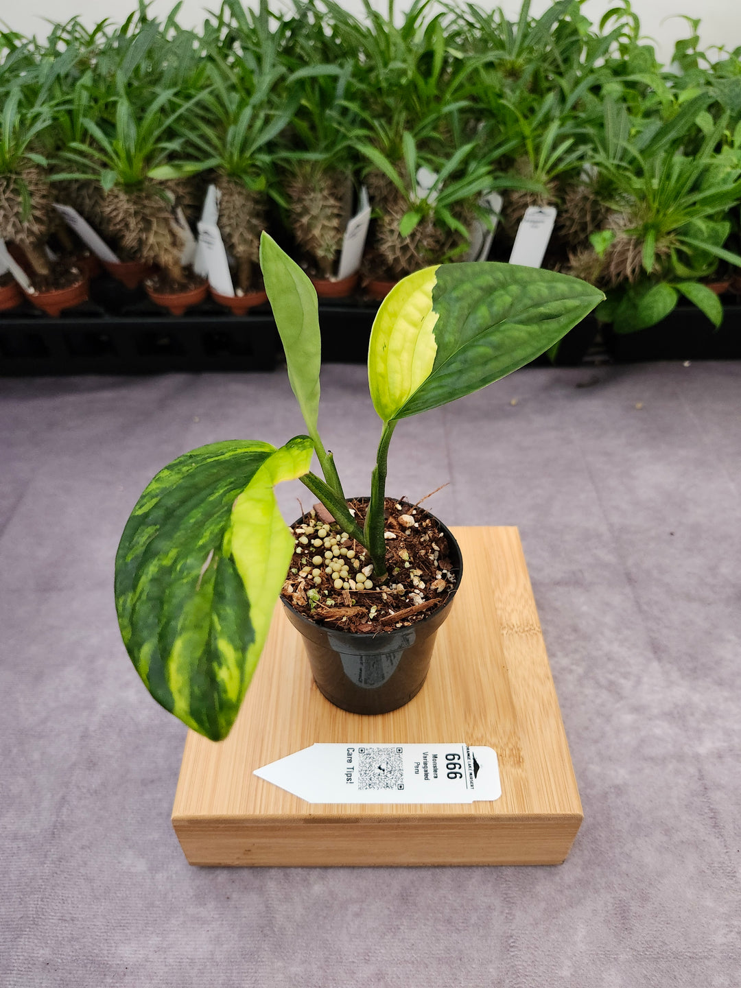 Monstera Variegated Peru (3in)-666