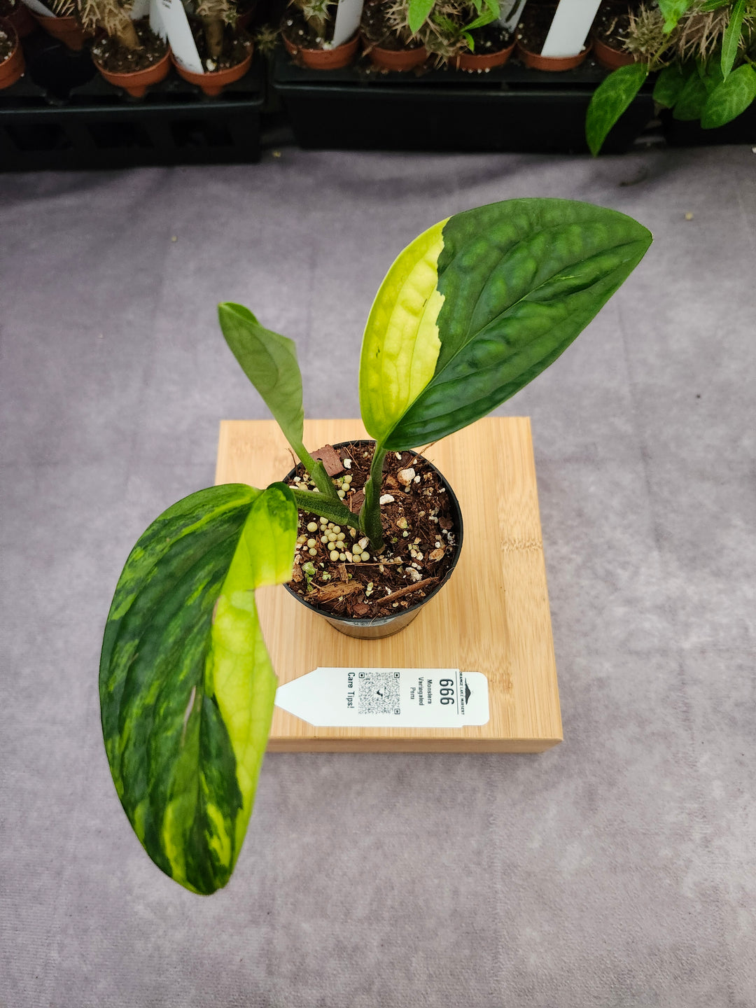 Monstera Variegated Peru (3in)-666