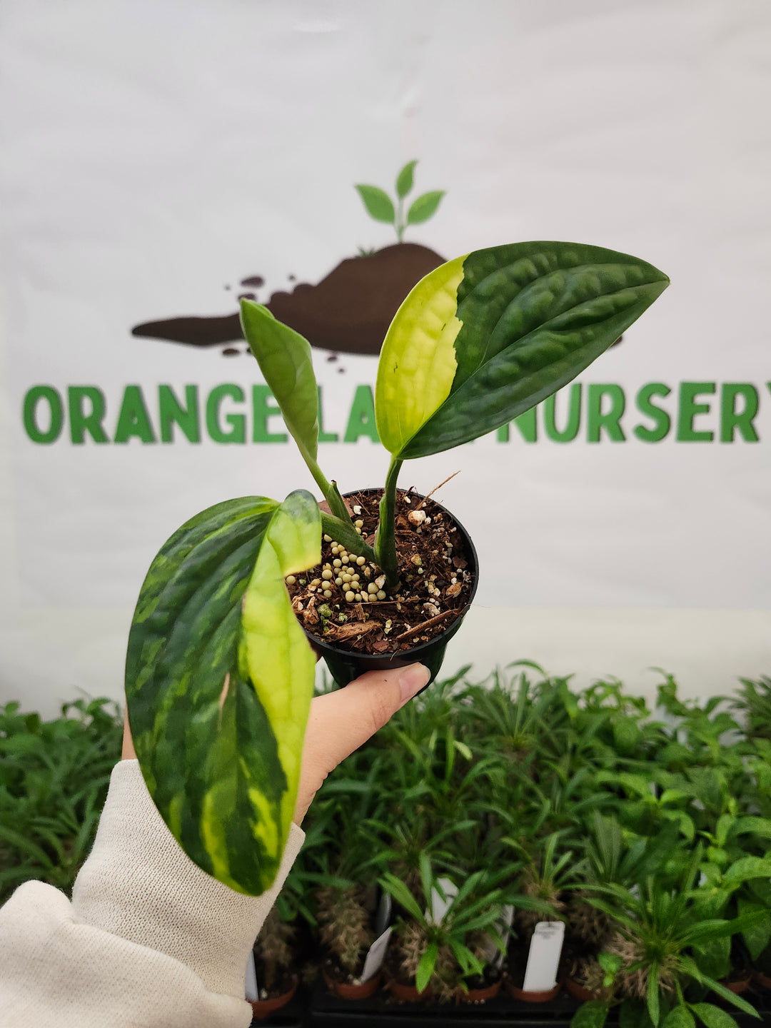 Monstera Variegated Peru (3in)-666