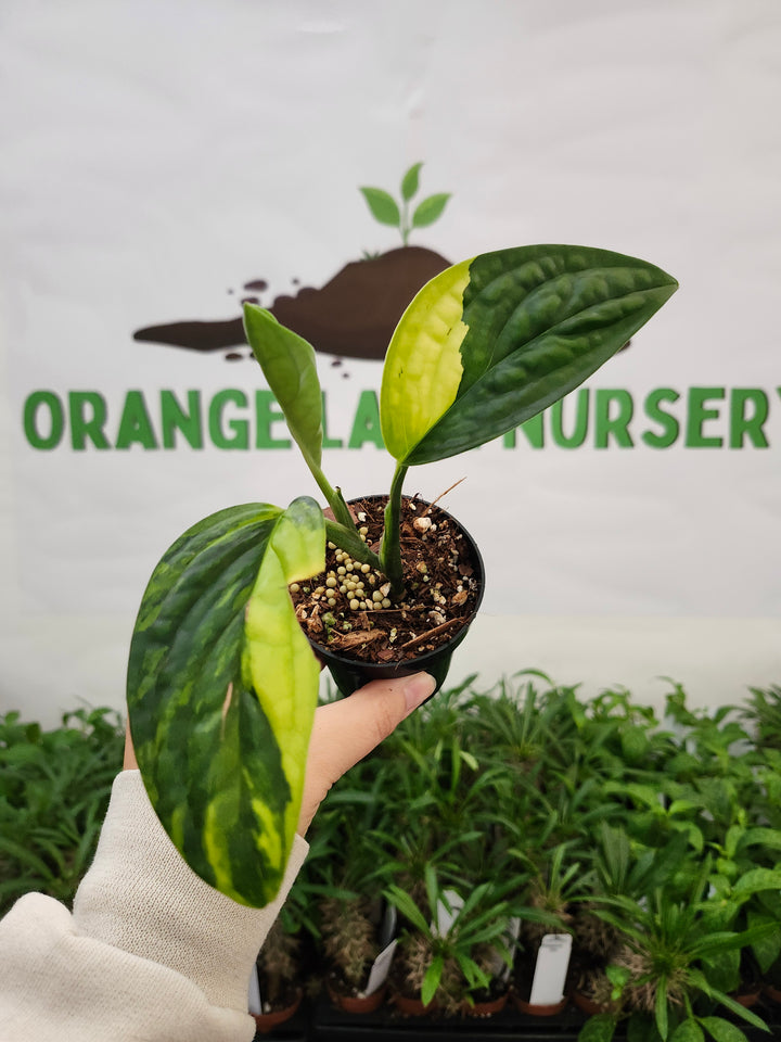 Monstera Variegated Peru (3in)-666