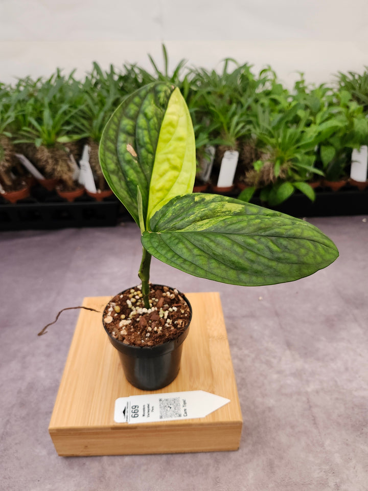 Monstera Variegated Peru (3in)-669