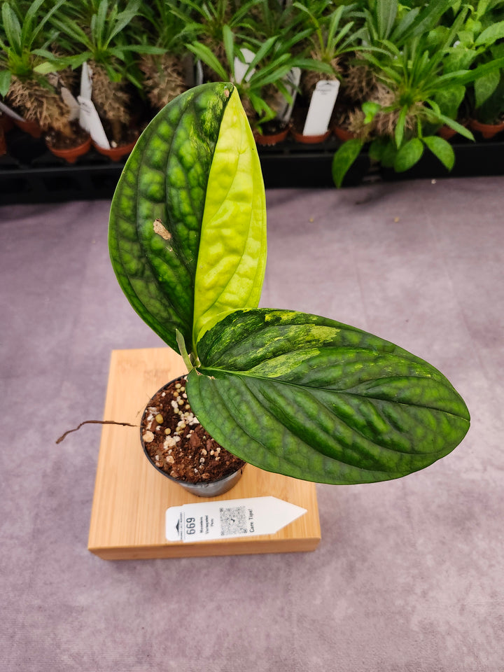 Monstera Variegated Peru (3in)-669