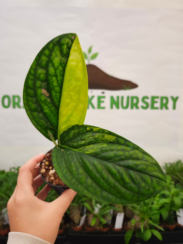 Monstera Variegated Peru (3in)-669