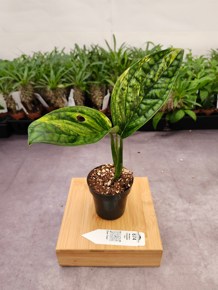 Monstera Variegated Peru (3in)-674