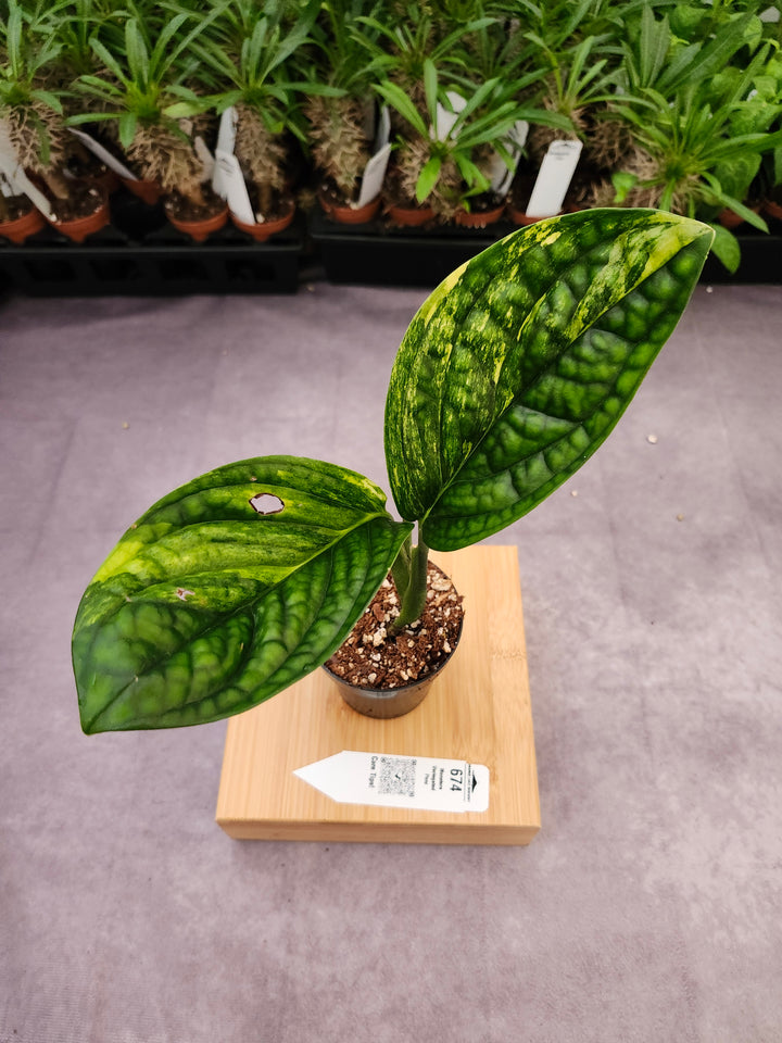 Monstera Variegated Peru (3in)-674