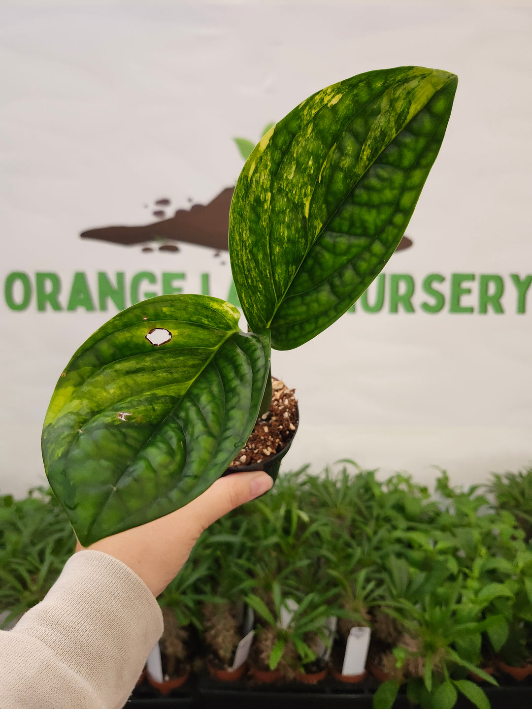Monstera Variegated Peru (3in)-674