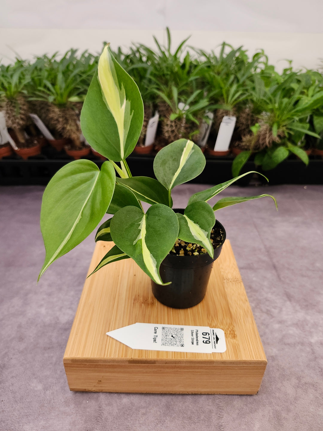 Philodendron Silver Stripe (3in) -679