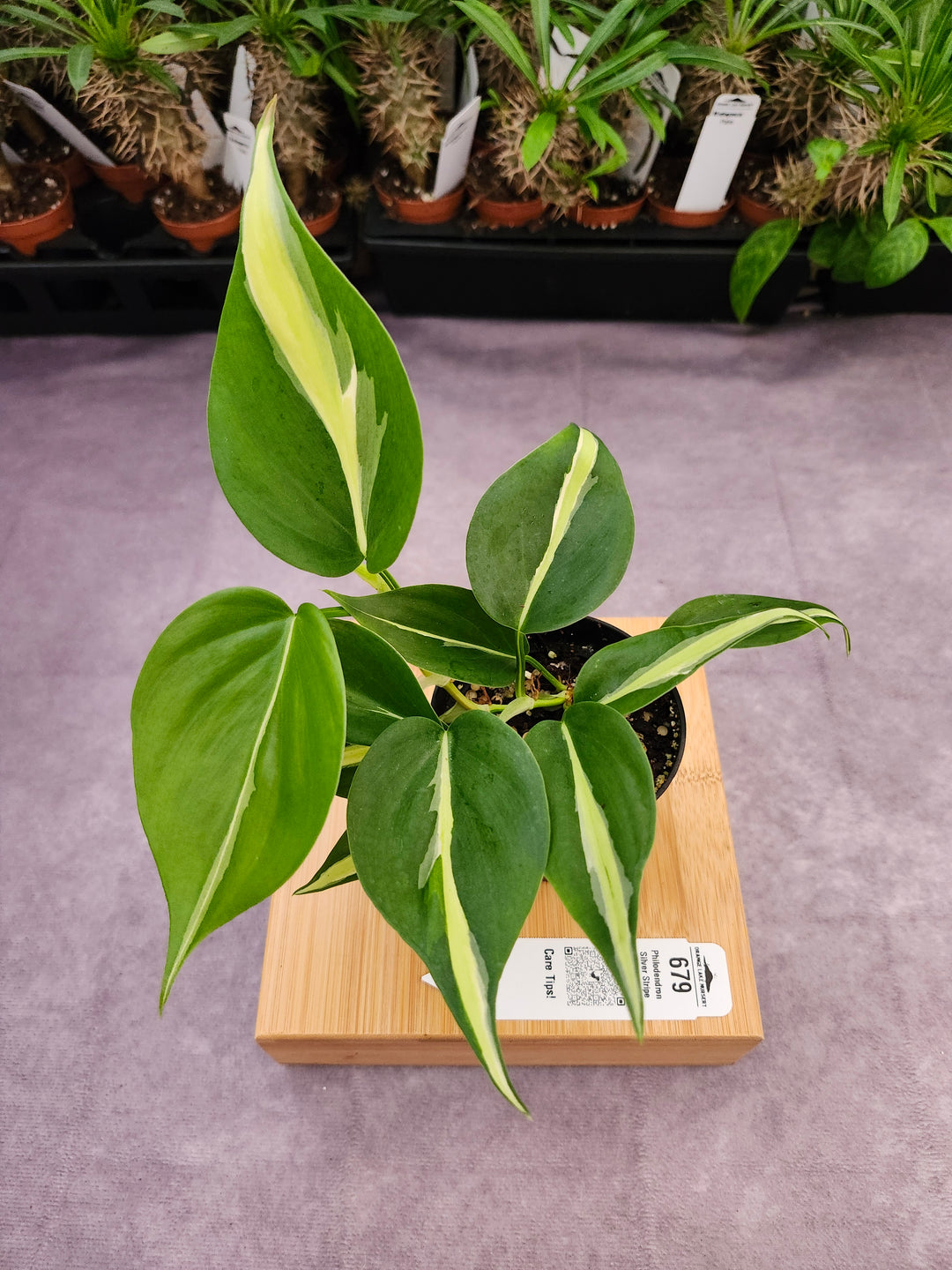 Philodendron Silver Stripe (3in) -679