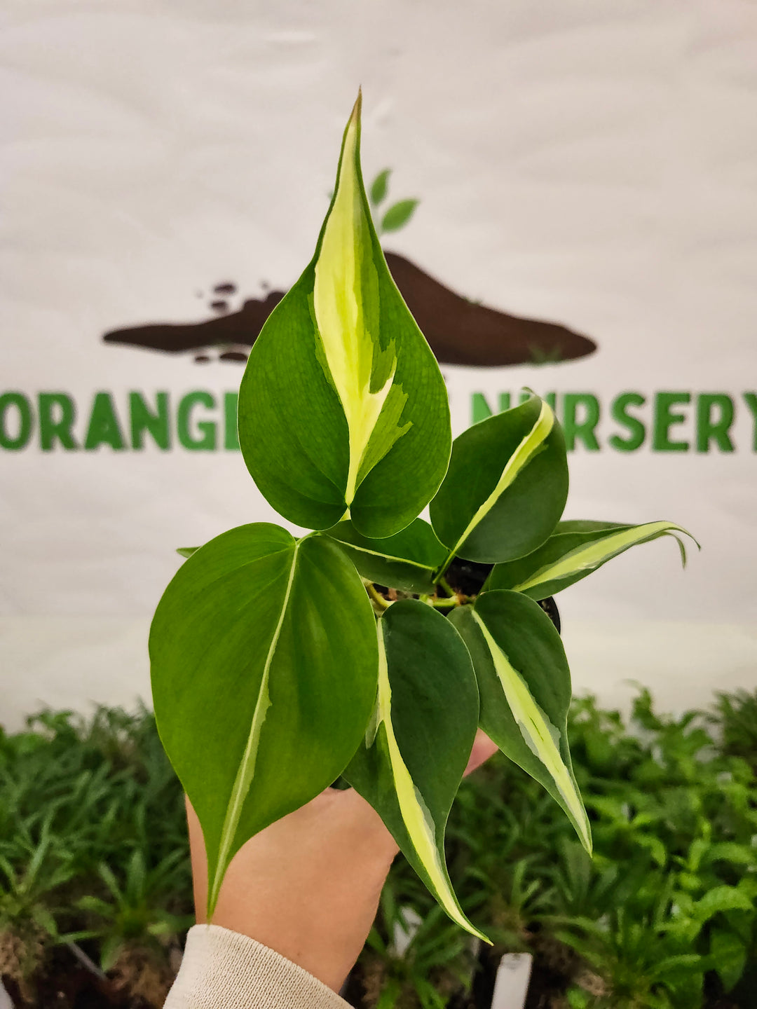 Philodendron Silver Stripe (3in) -679