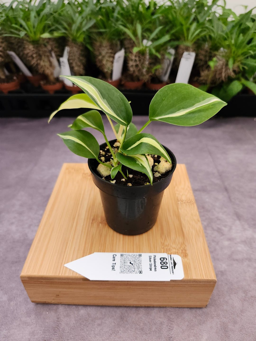 Philodendron Silver Stripe (3in) -680