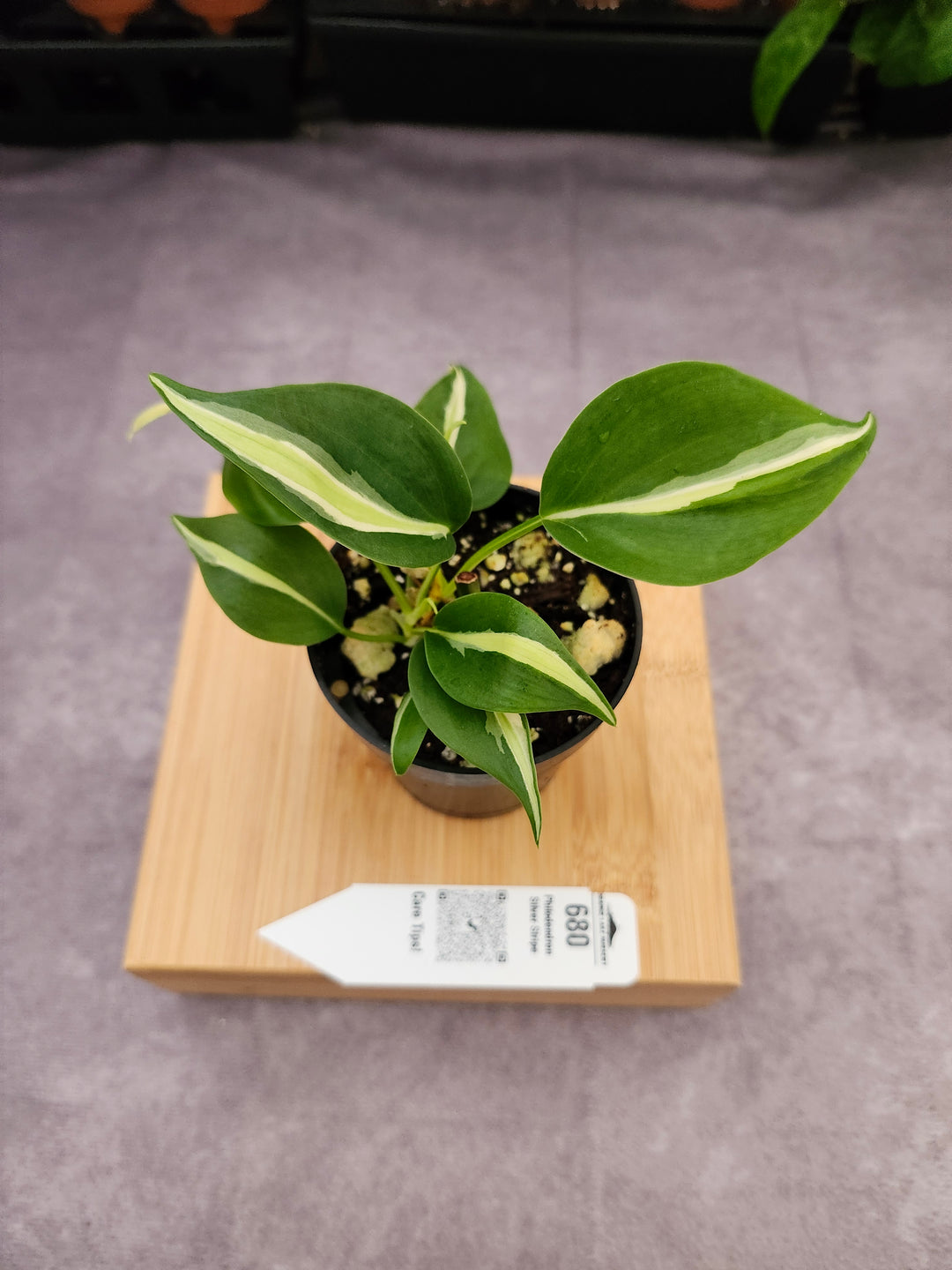 Philodendron Silver Stripe (3in) -680