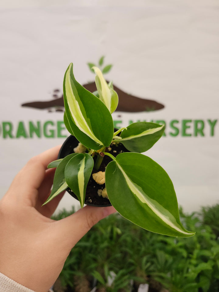 Philodendron Silver Stripe (3in) -680
