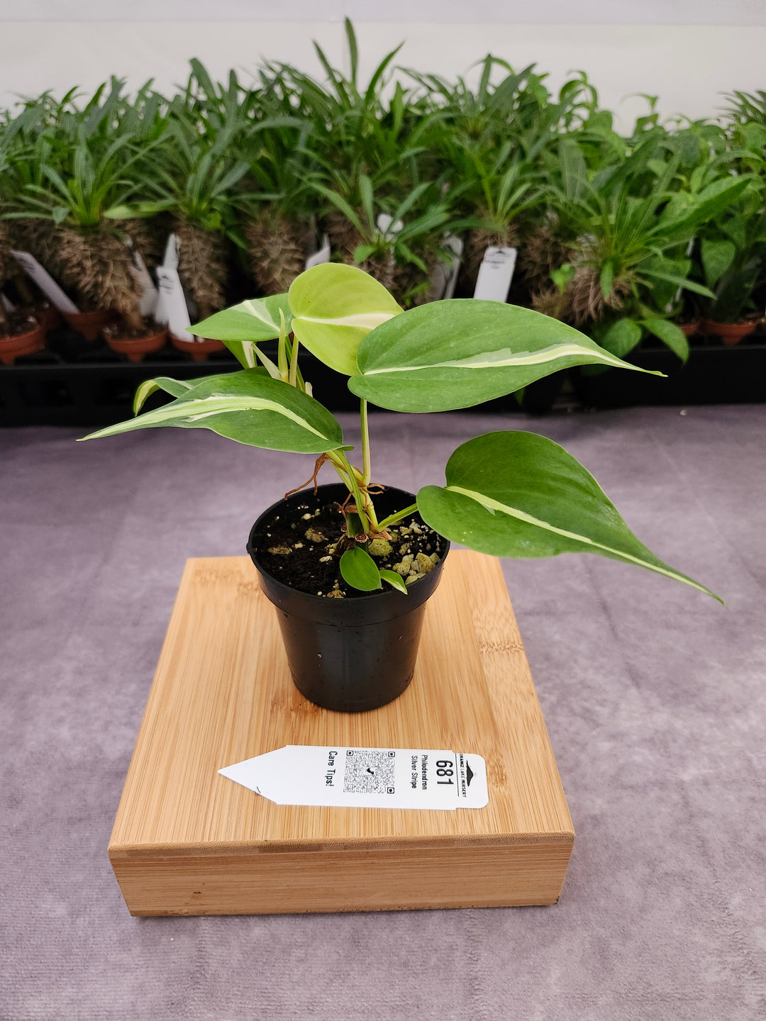 Philodendron Silver Stripe (3in) -681