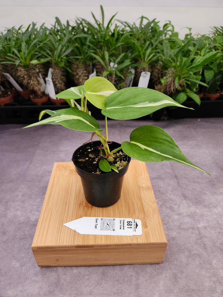 Philodendron Silver Stripe (3in) -681