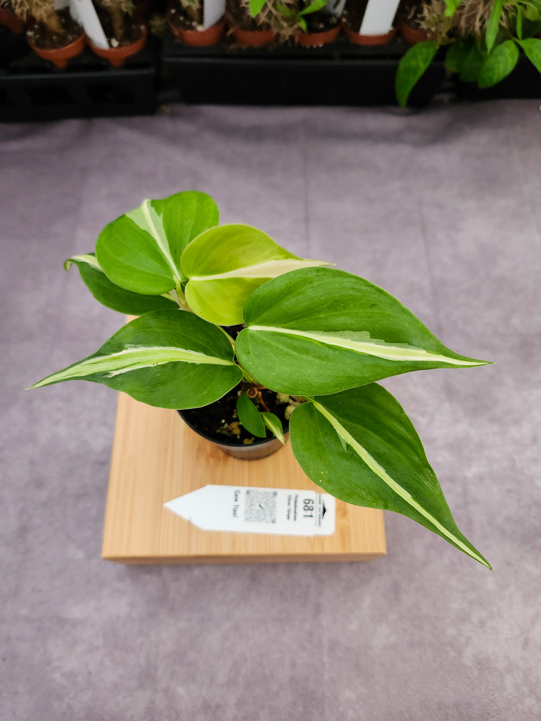 Philodendron Silver Stripe (3in) -681