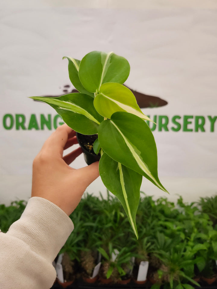 Philodendron Silver Stripe (3in) -681