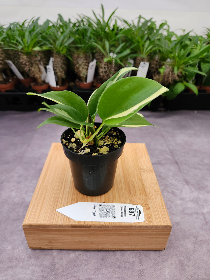 Philodendron Silver Stripe (3in) -687