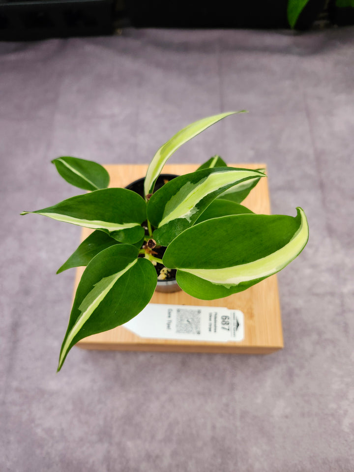 Philodendron Silver Stripe (3in) -687