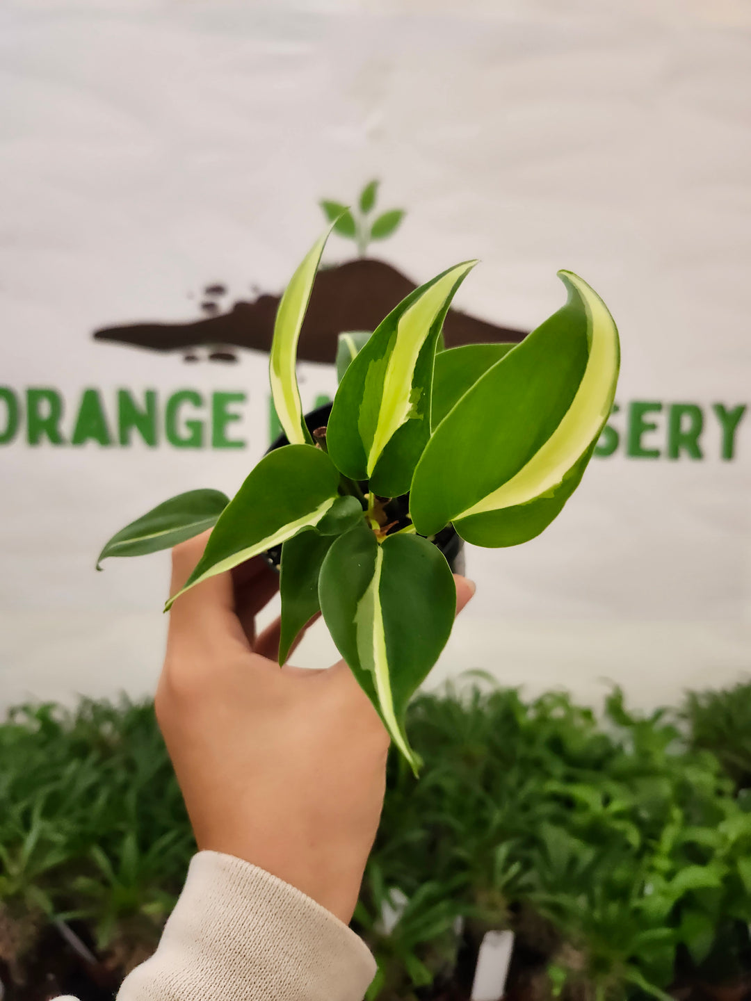 Philodendron Silver Stripe (3in) -687