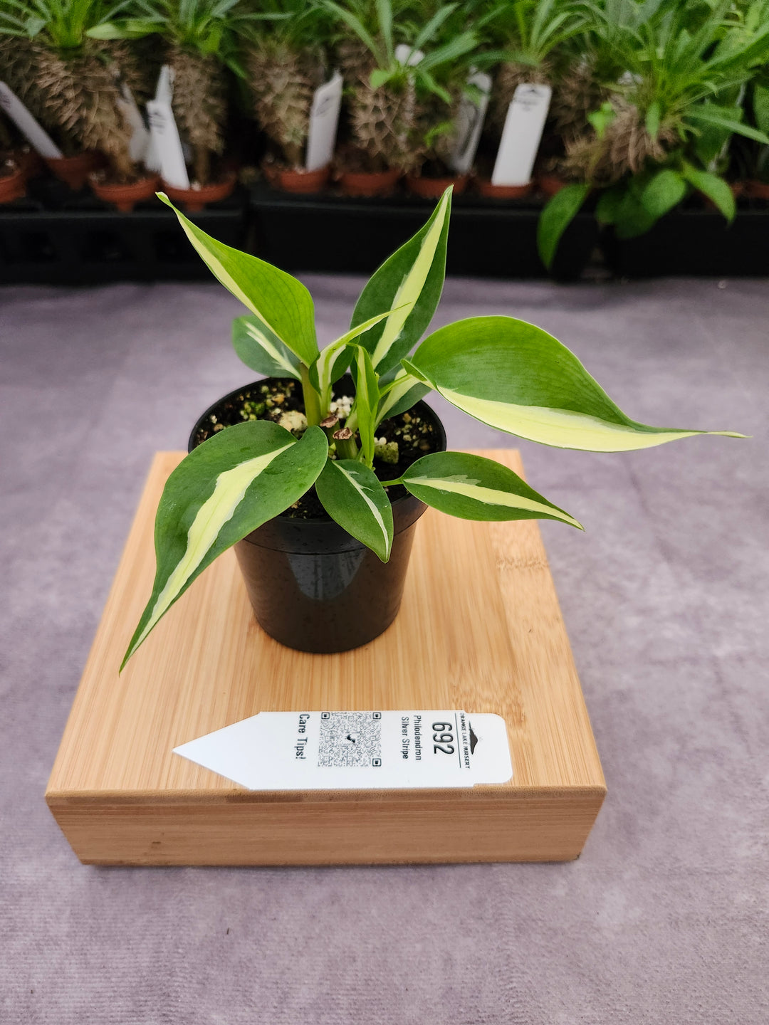 Philodendron Silver Stripe (3in) -692