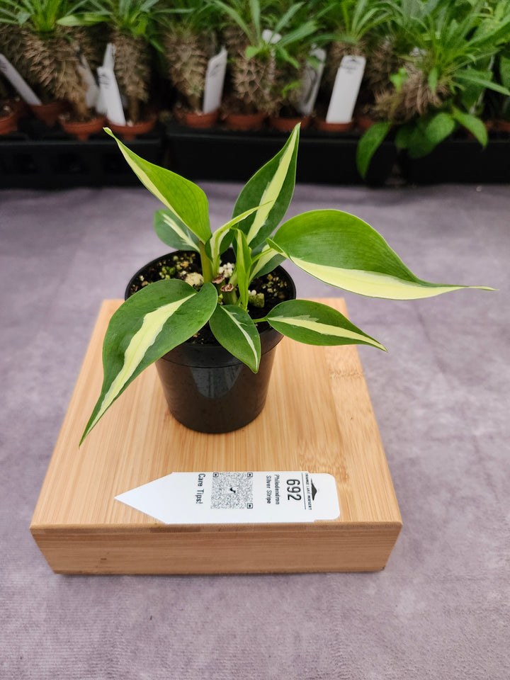 Philodendron Silver Stripe (3in) -692