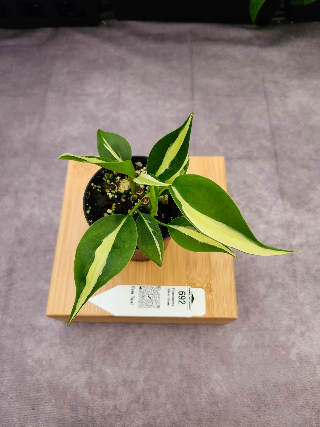 Philodendron Silver Stripe (3in) -692