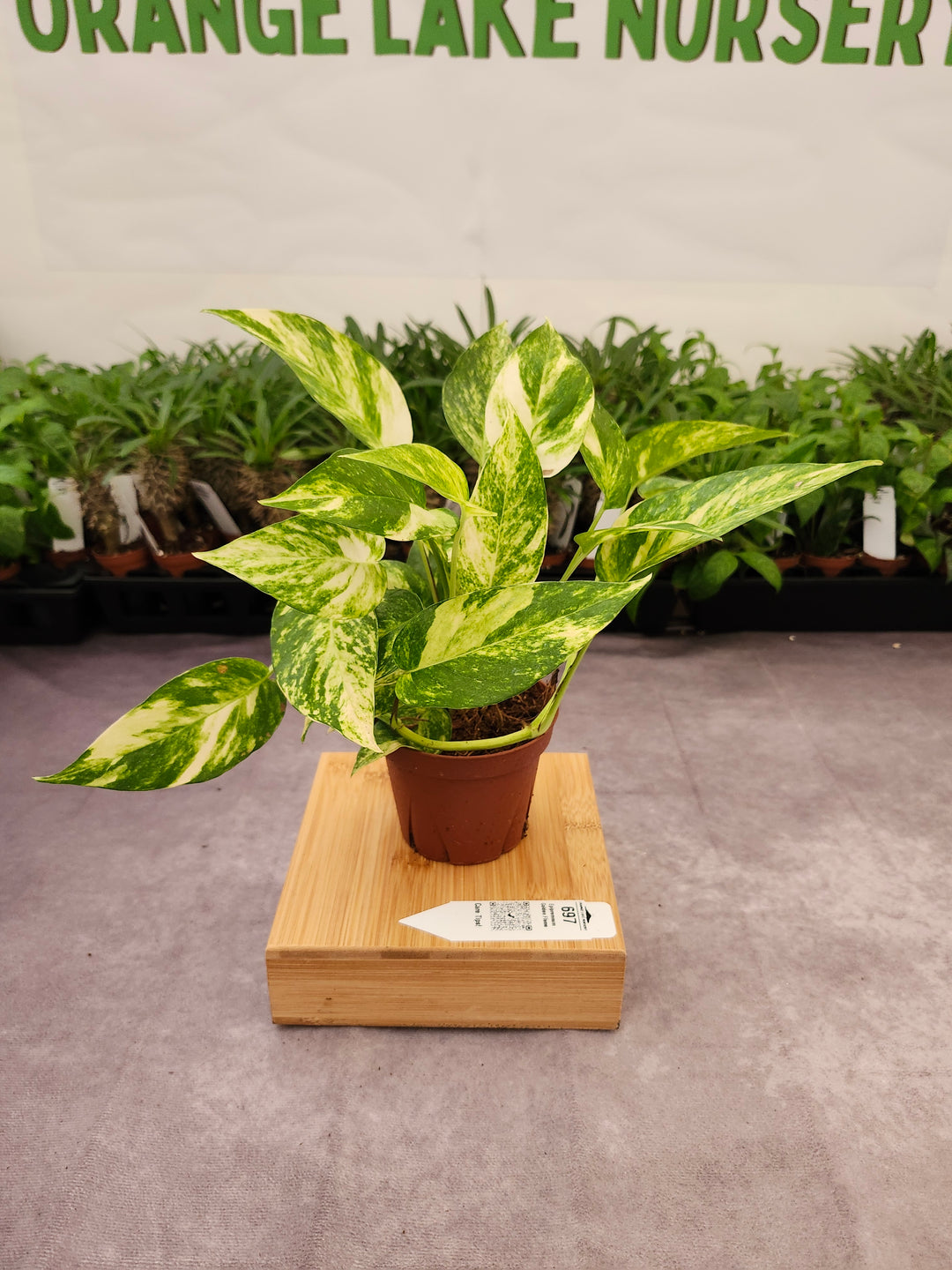 Epipremnum Golden Flame (4in)-697
