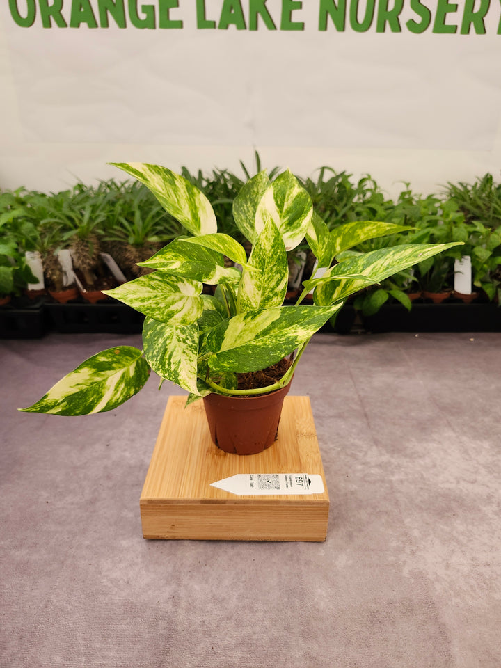 Epipremnum Golden Flame (4in)-697