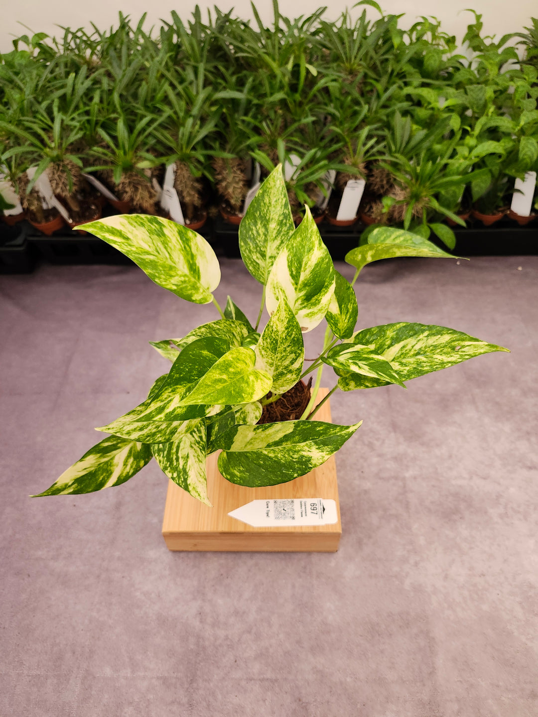 Epipremnum Golden Flame (4in)-697