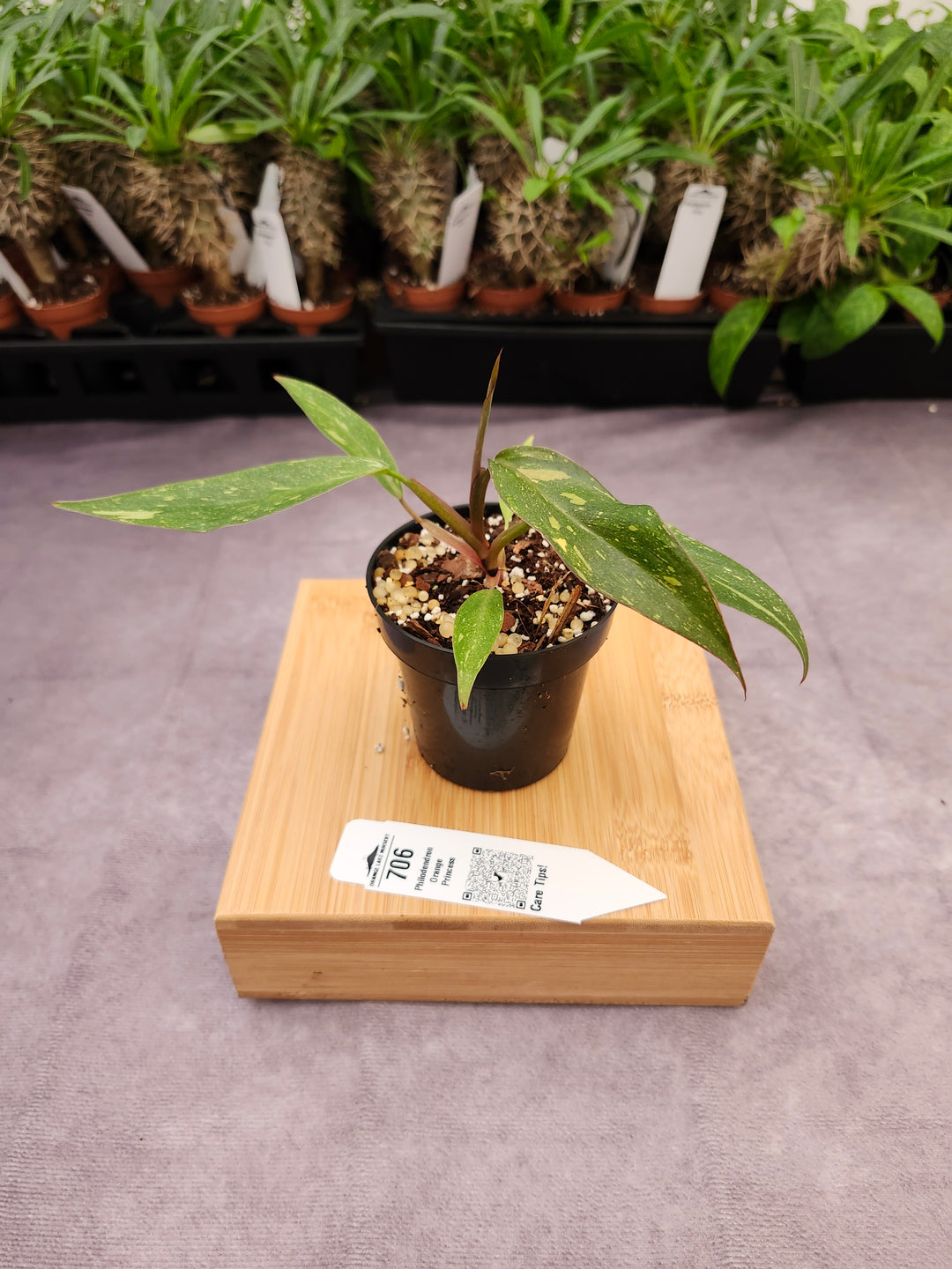 Philodendron Variegated Orange Princess (3in)-706