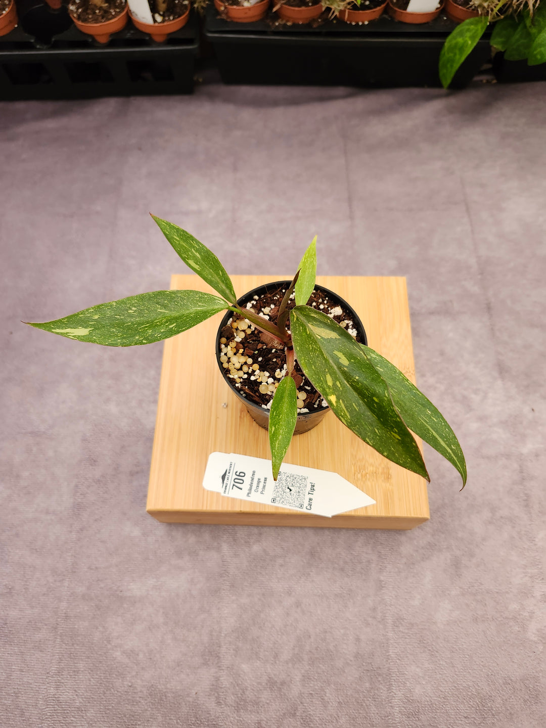 Philodendron Variegated Orange Princess (3in)-706