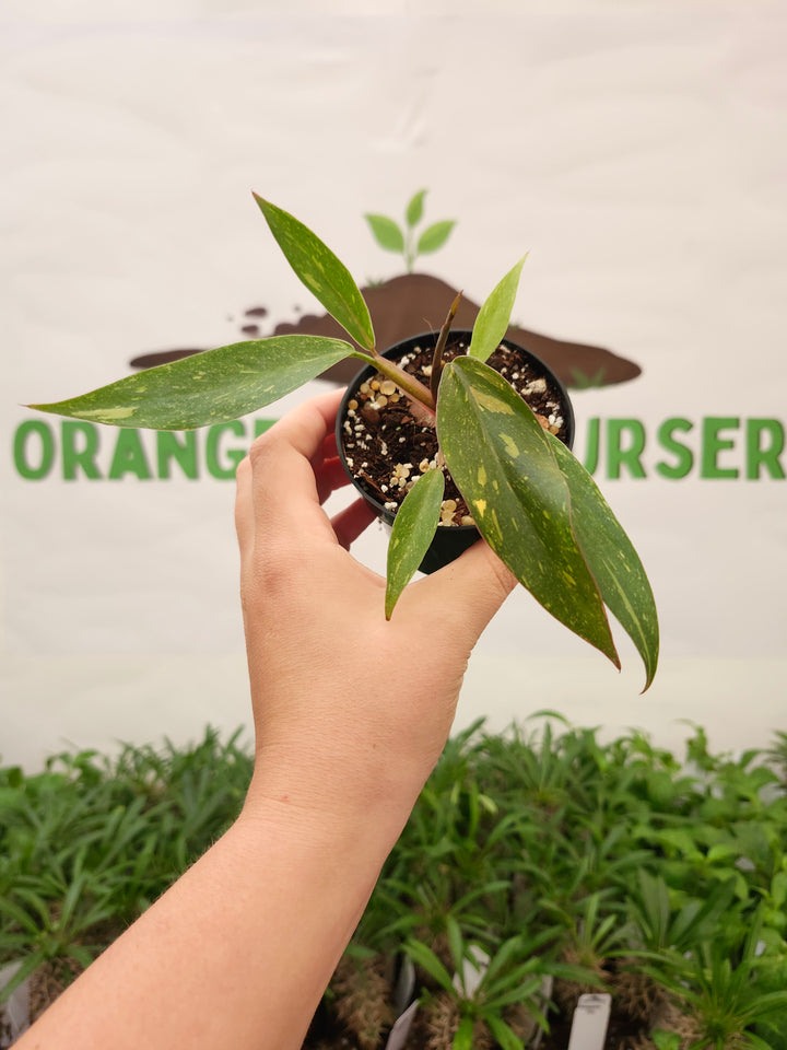 Philodendron Variegated Orange Princess (3in)-706