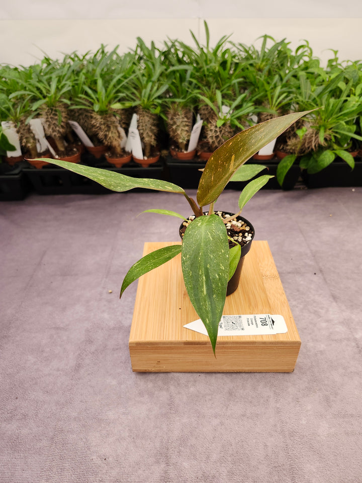 Philodendron Variegated Orange Princess (3in)-708