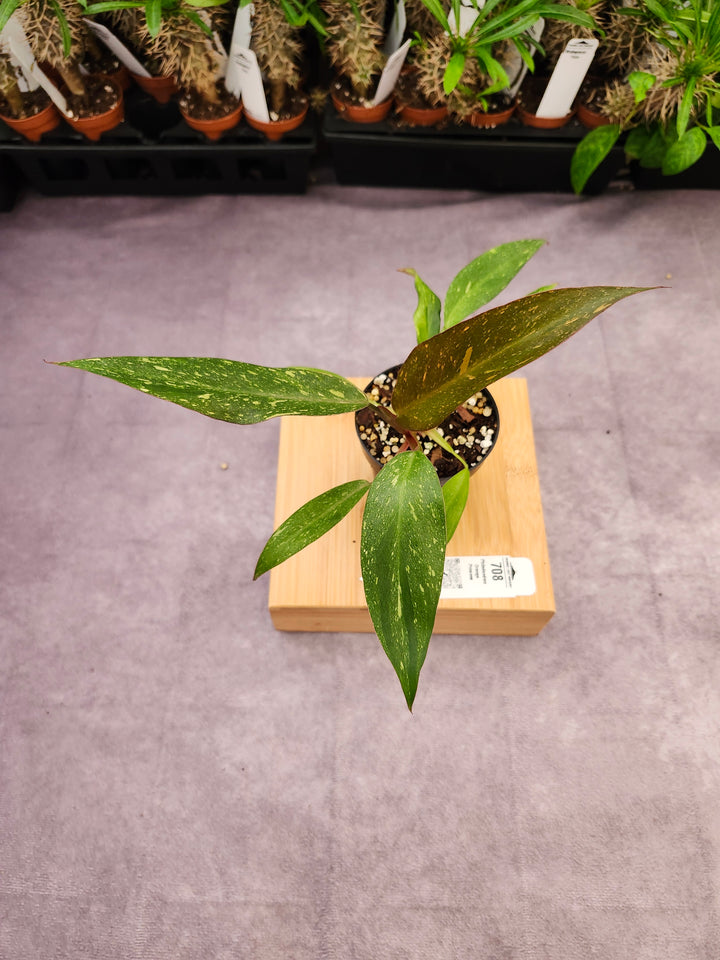 Philodendron Variegated Orange Princess (3in)-708