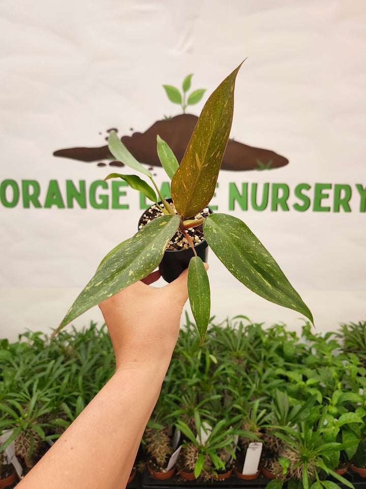 Philodendron Variegated Orange Princess (3in)-708