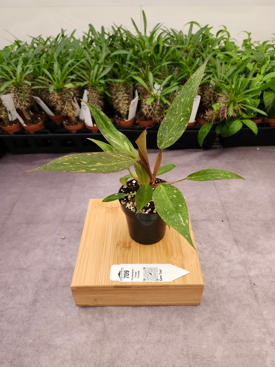 Philodendron Variegated Orange Princess (3in)-709
