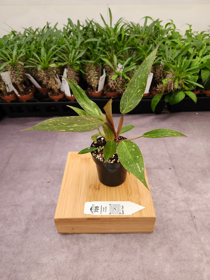 Philodendron Variegated Orange Princess (3in)-709