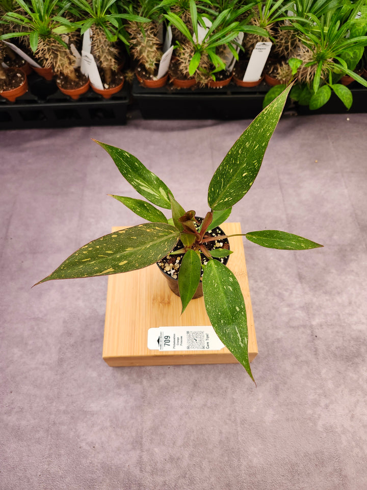 Philodendron Variegated Orange Princess (3in)-709