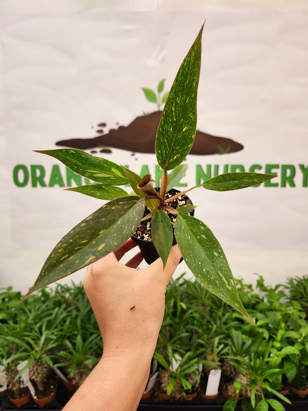 Philodendron Variegated Orange Princess (3in)-709