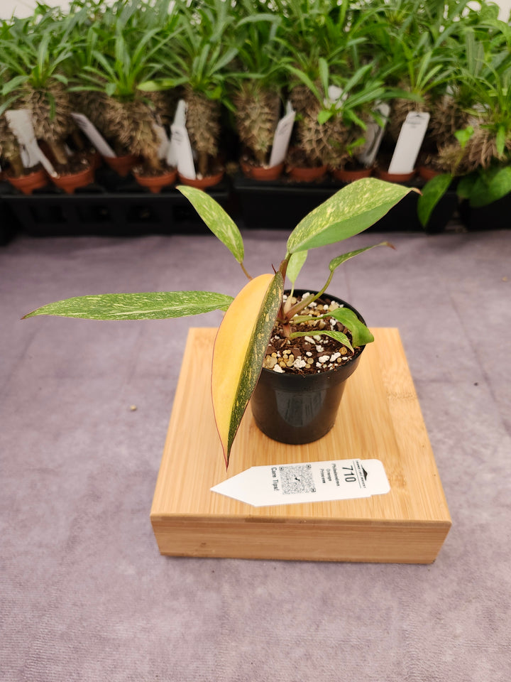 Philodendron Variegated Orange Princess (3in)-710