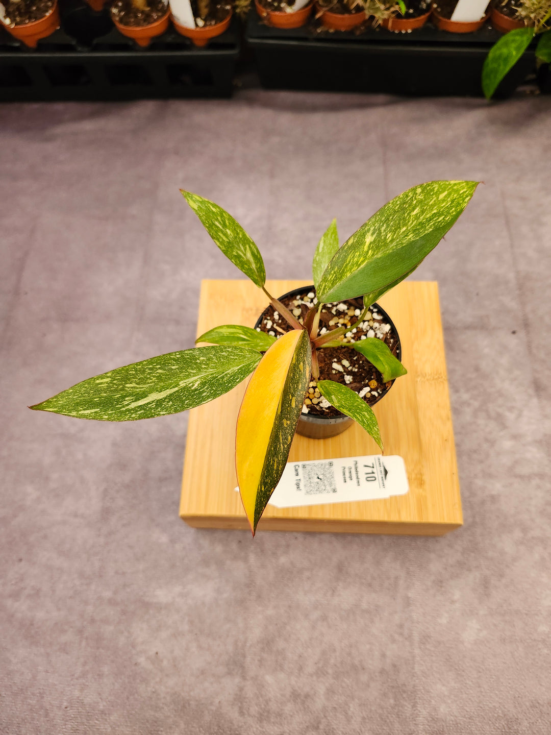 Philodendron Variegated Orange Princess (3in)-710
