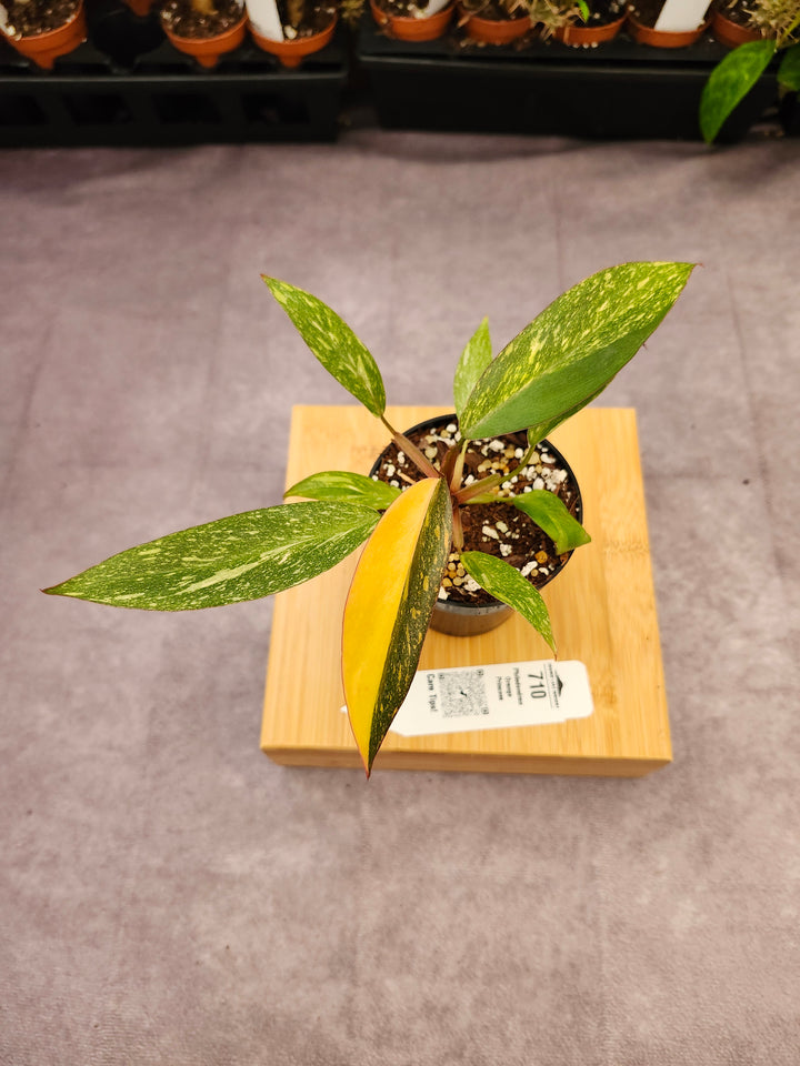 Philodendron Variegated Orange Princess (3in)-710