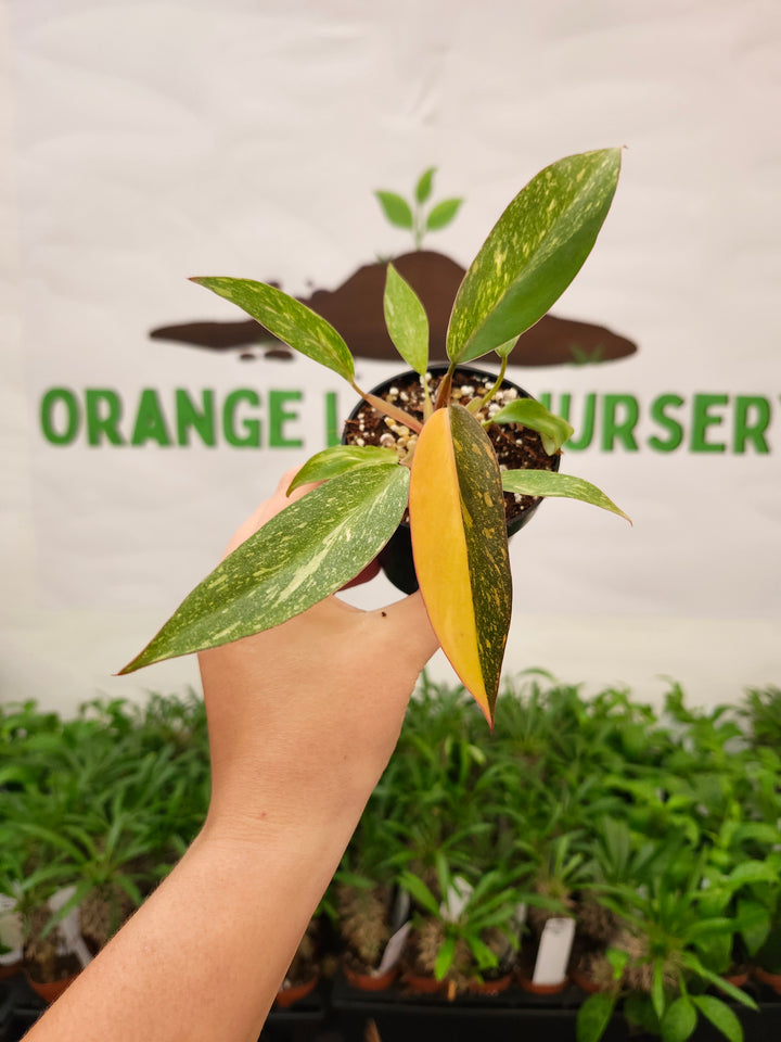 Philodendron Variegated Orange Princess (3in)-710