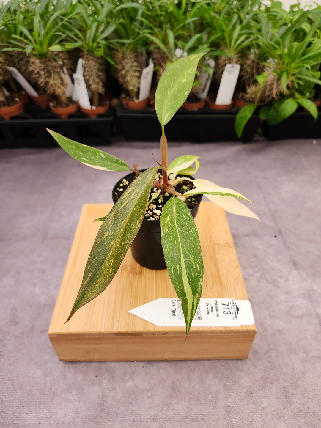 Philodendron Variegated Orange Princess (3in)-713