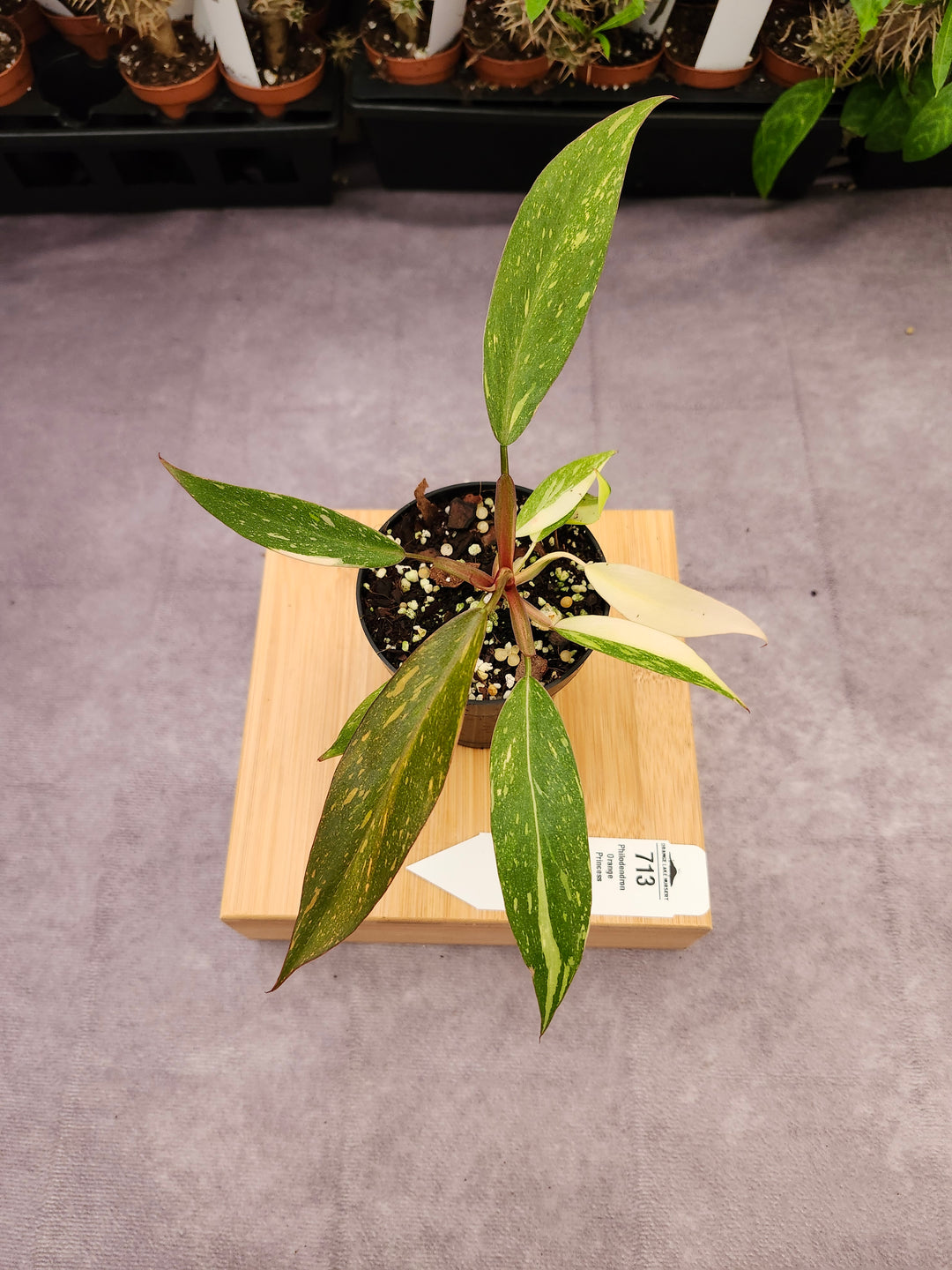 Philodendron Variegated Orange Princess (3in)-713